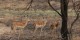 Tanzanie - 2010-09 - 121 - Serengeti - Impalas